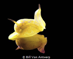 A beautiful little siphopteron (S. tigrinum) from a recen... by Bill Van Antwerp 